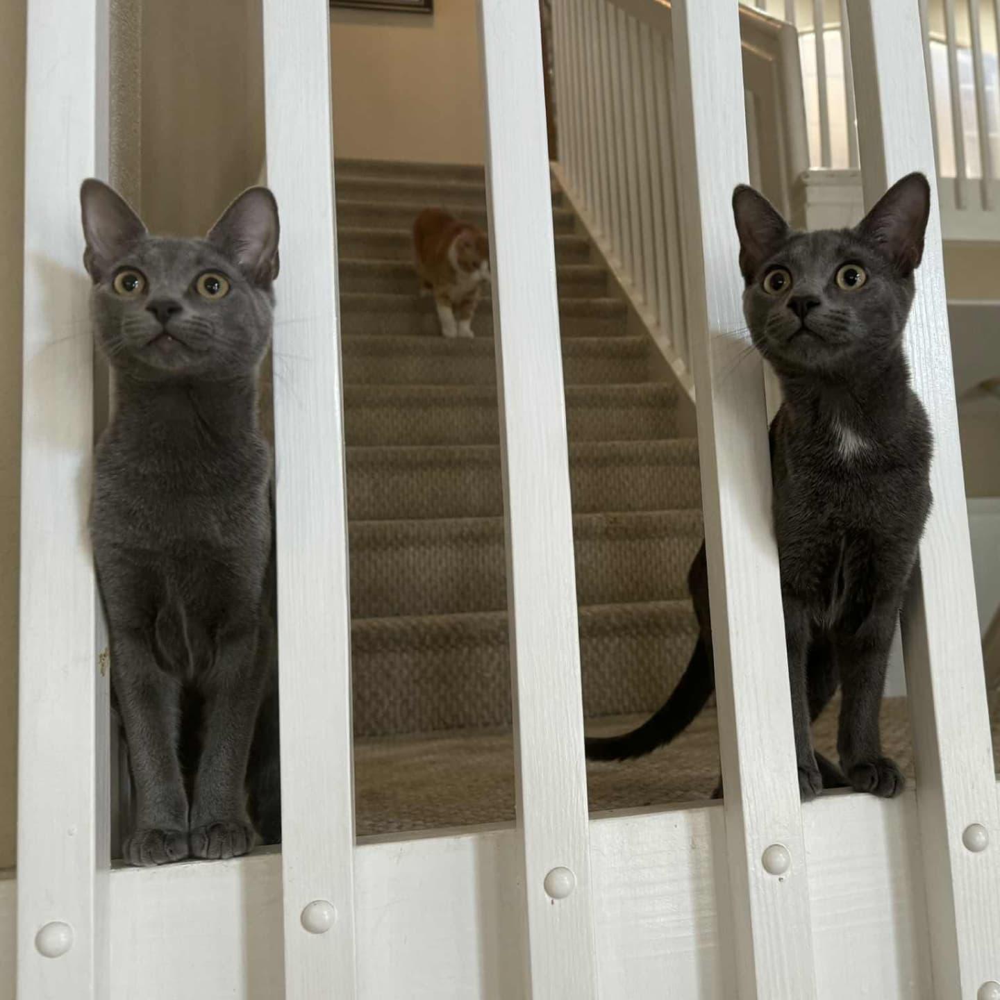 Tammy & Jerry thumbnail 3