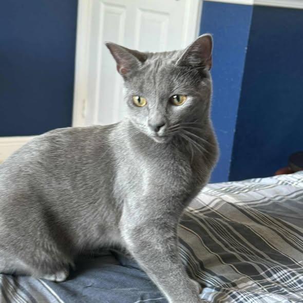 Enlarge Tammy & Jerry (BONDED PAIR), a Adoptable mixed breed in Miami, FL image 5/6