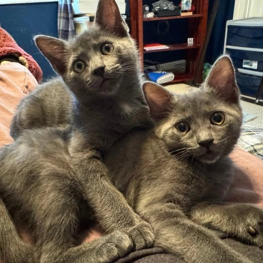 Tammy & Jerry (BONDED PAIR) Nebelung Cat