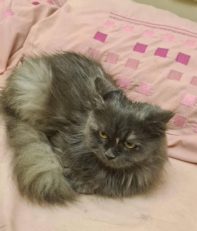 Nebula, ADOPTABLE, Young Female Siberian & Domestic Long Hair.