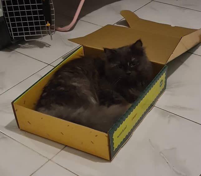 Enlarge Nebula, a ADOPTABLE mixed breed in Brampton, ON image 3/6