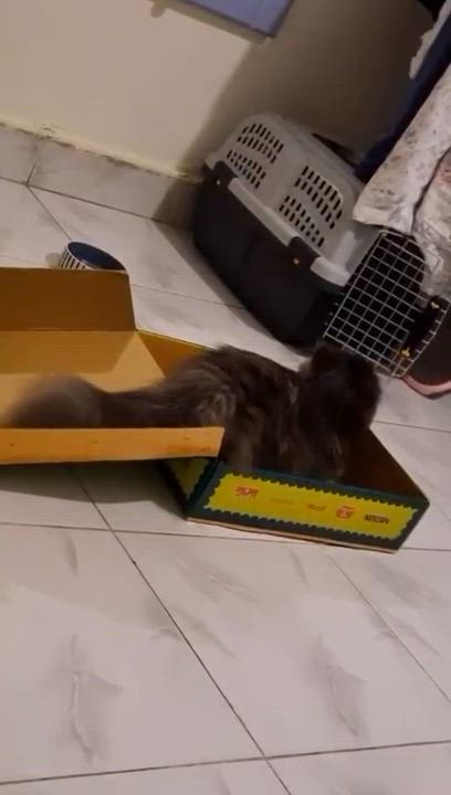 Enlarge Nebula, a ADOPTABLE mixed breed in Brampton, ON video 5/6