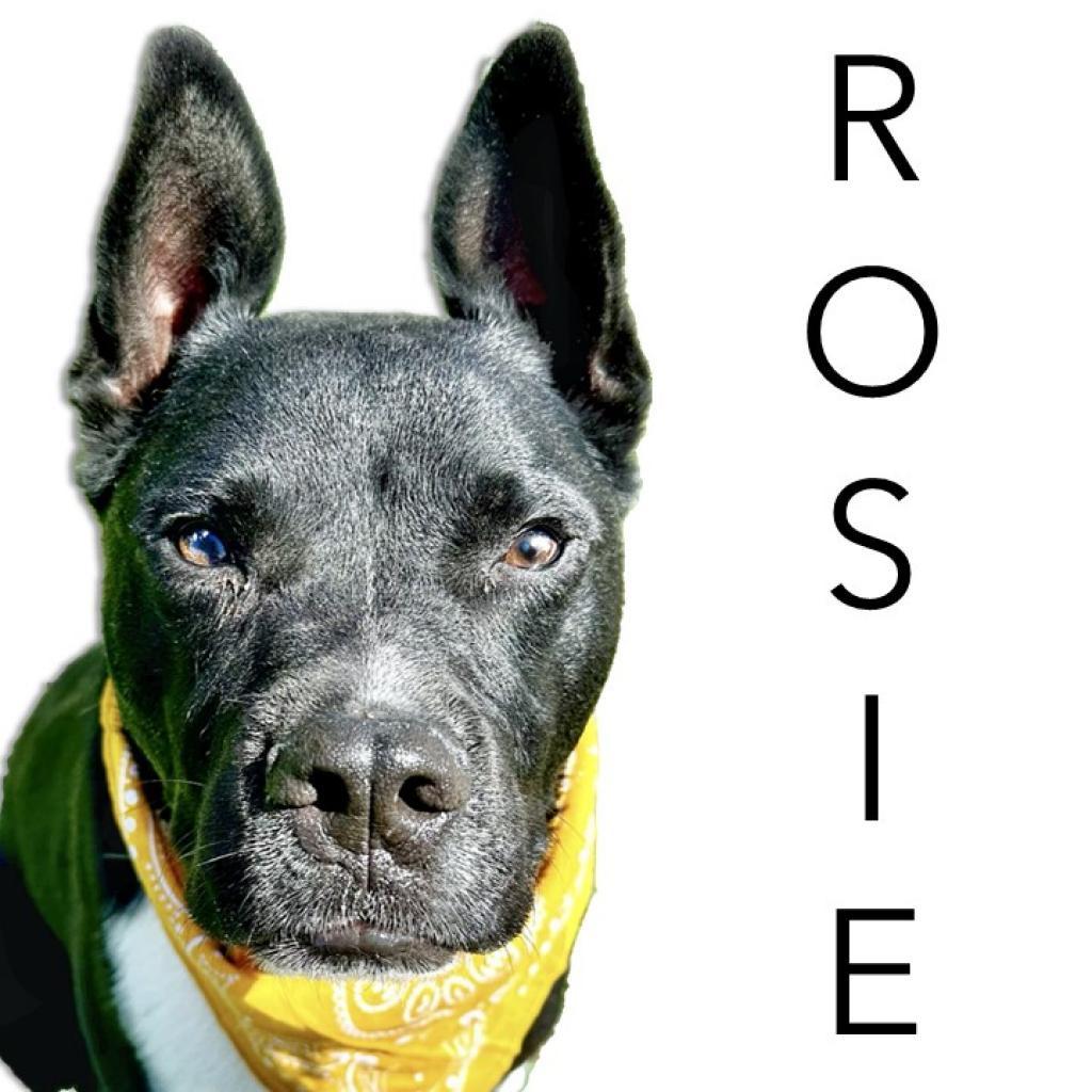 Enlarge Rosie, a Adoptable mixed breed in Seagoville, TX image 1/4