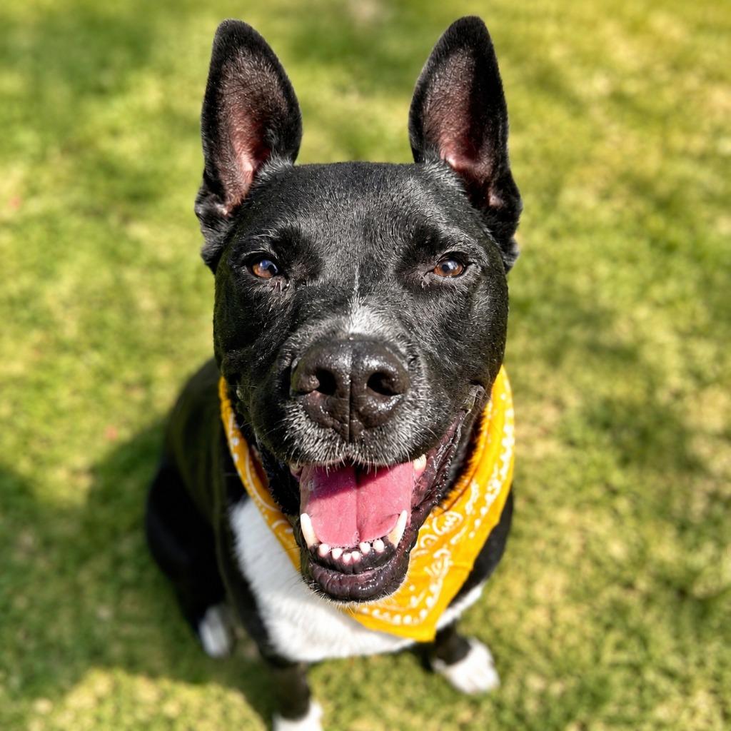 Rosie, Adoptable, Adult Female Staffordshire Bull Terrier.