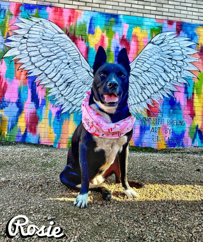 Enlarge Rosie, a Adoptable mixed breed in Seagoville, TX image 2/4