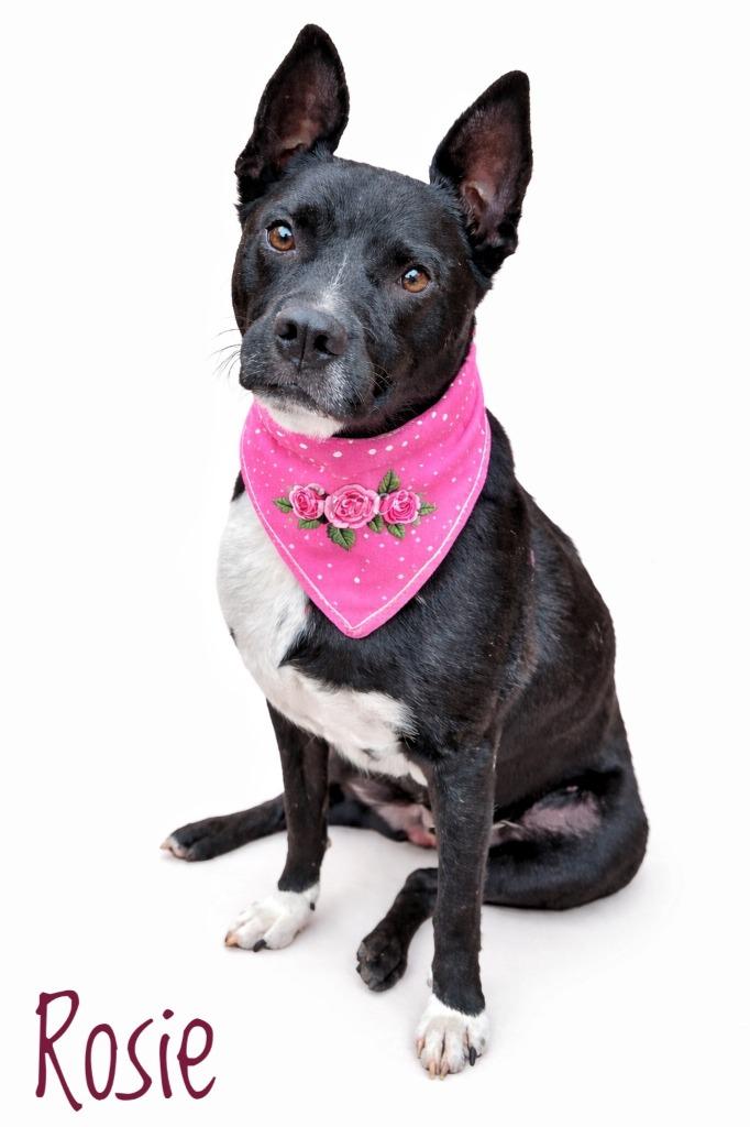Enlarge Rosie, a Adoptable mixed breed in Seagoville, TX image 3/4