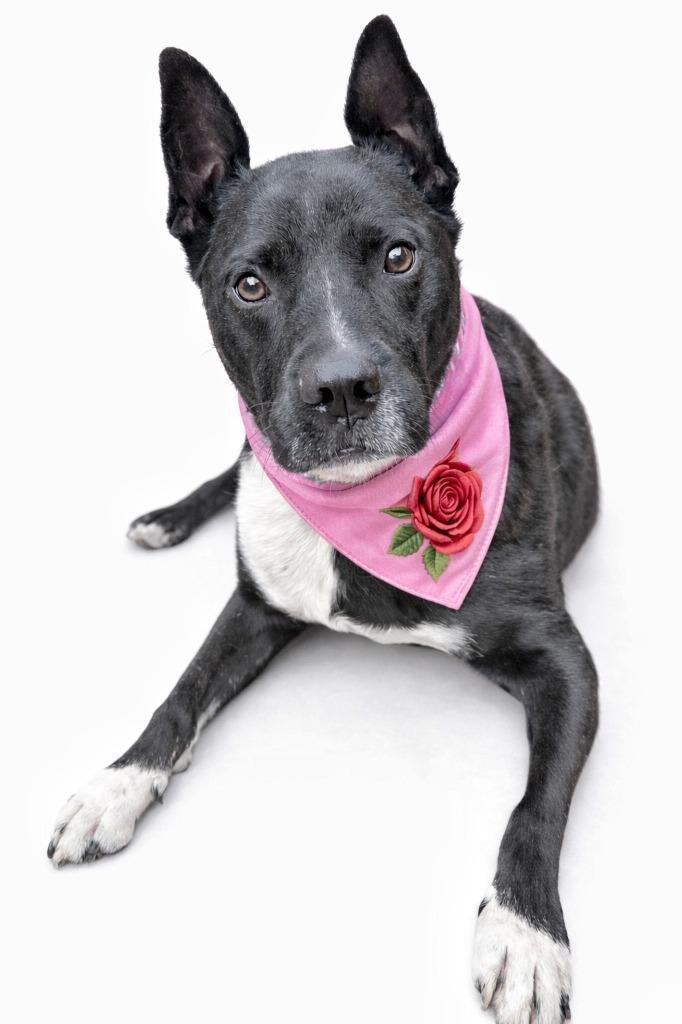 Enlarge Rosie, a Adoptable mixed breed in Seagoville, TX image 4/4