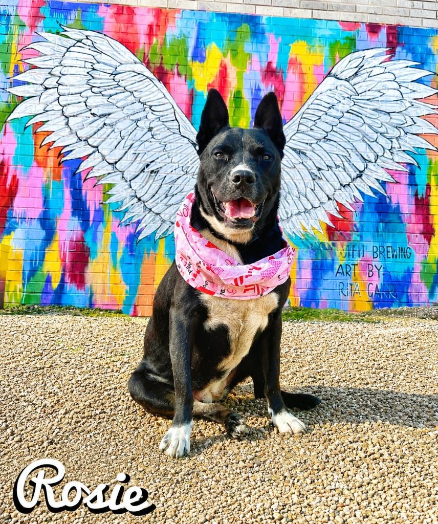 Enlarge Rosie, a Adoptable mixed breed in Seagoville, TX image 5/5