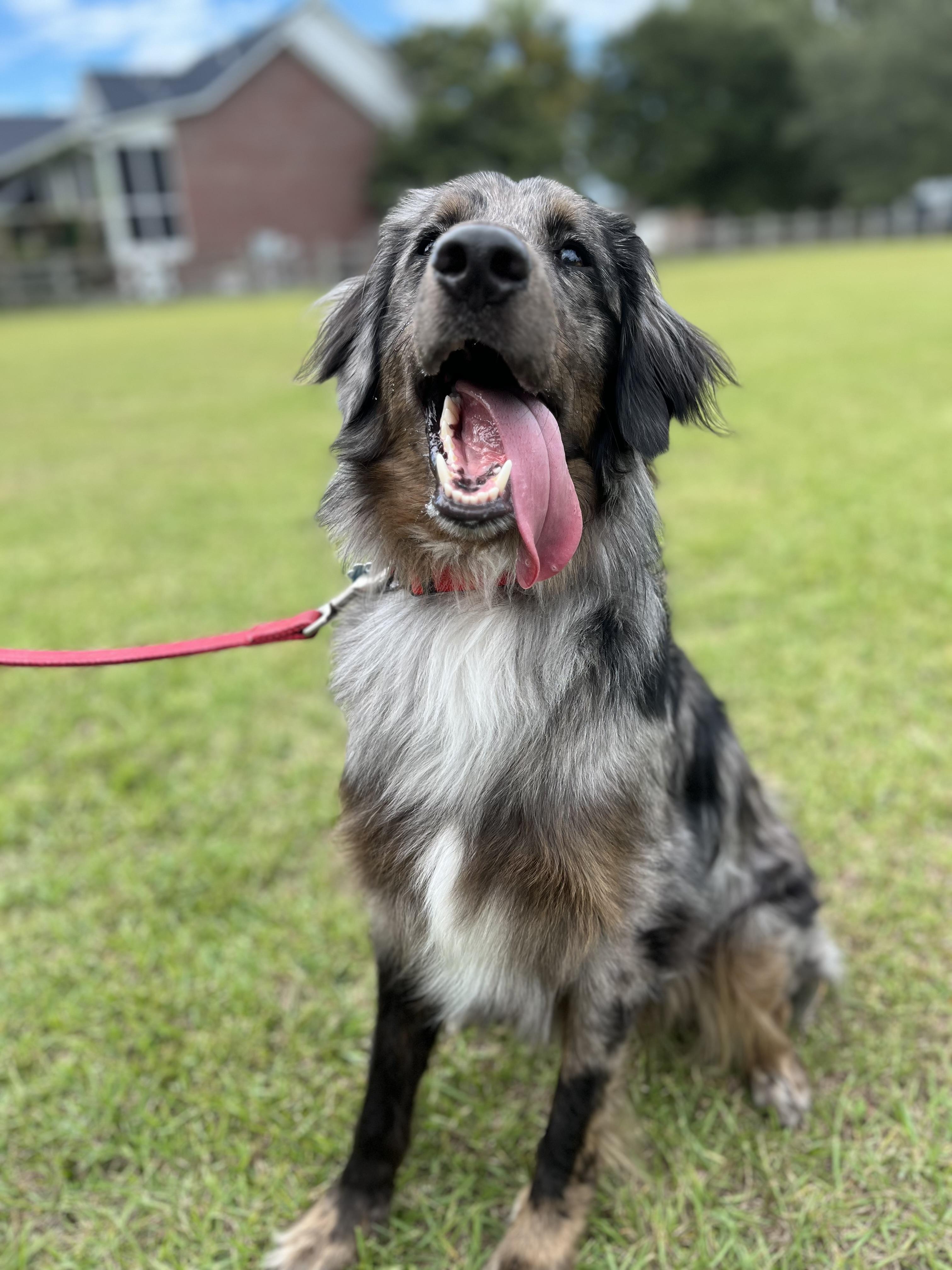 Enlarge Merlin, an adopted mixed breed in charleston, SC image 1/3