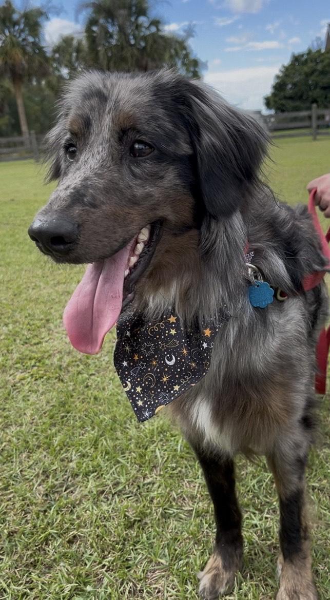 Enlarge Merlin, an adopted mixed breed in charleston, SC image 2/3