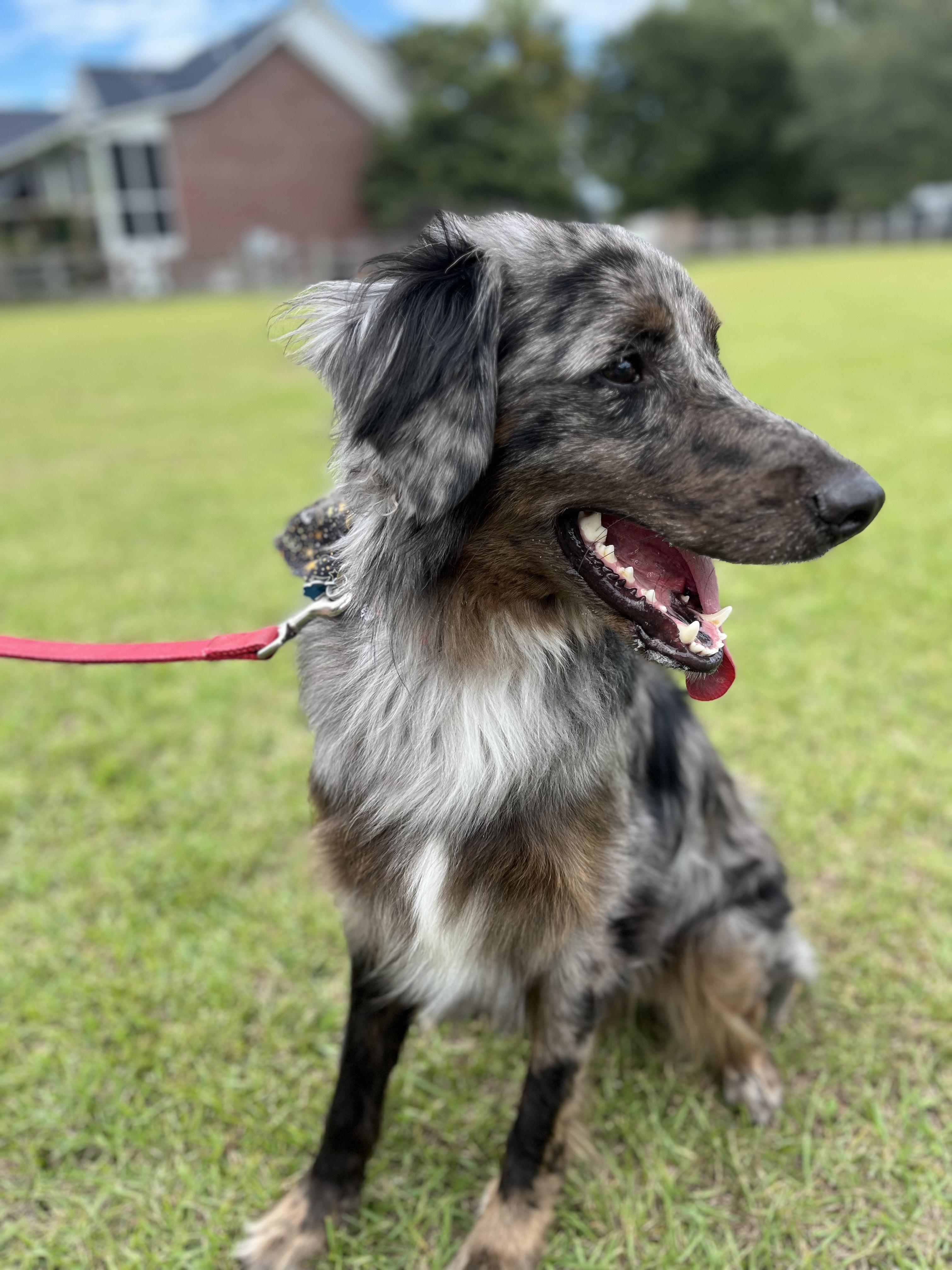 Enlarge Merlin, an adopted mixed breed in charleston, SC image 3/3
