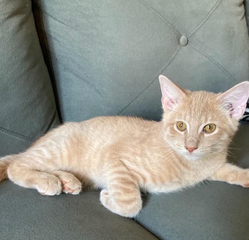 Enlarge MILES, a Adopted Tabby in Lebanon, TN image 1/3