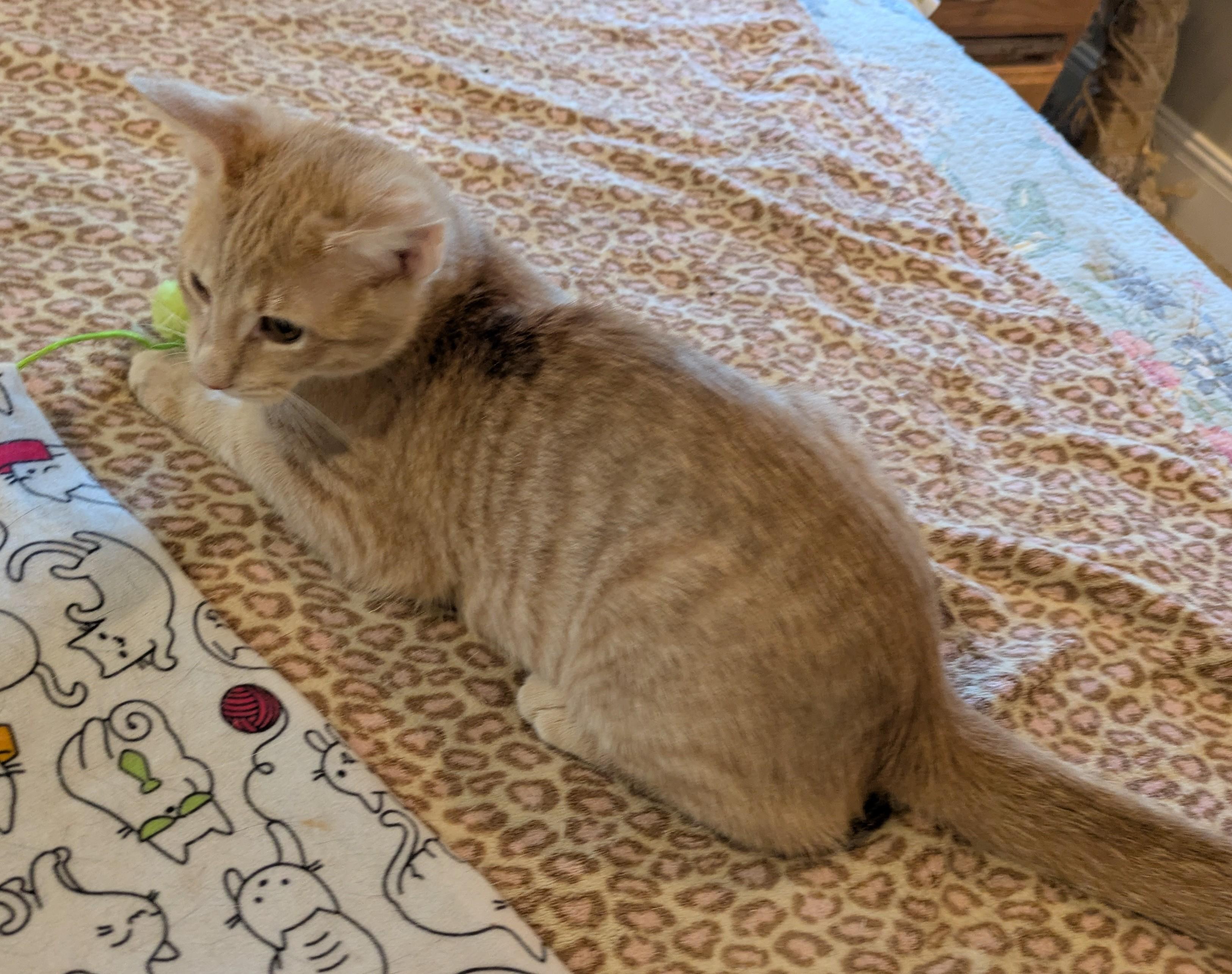 Enlarge MILES, a Adopted Tabby in Lebanon, TN image 3/3