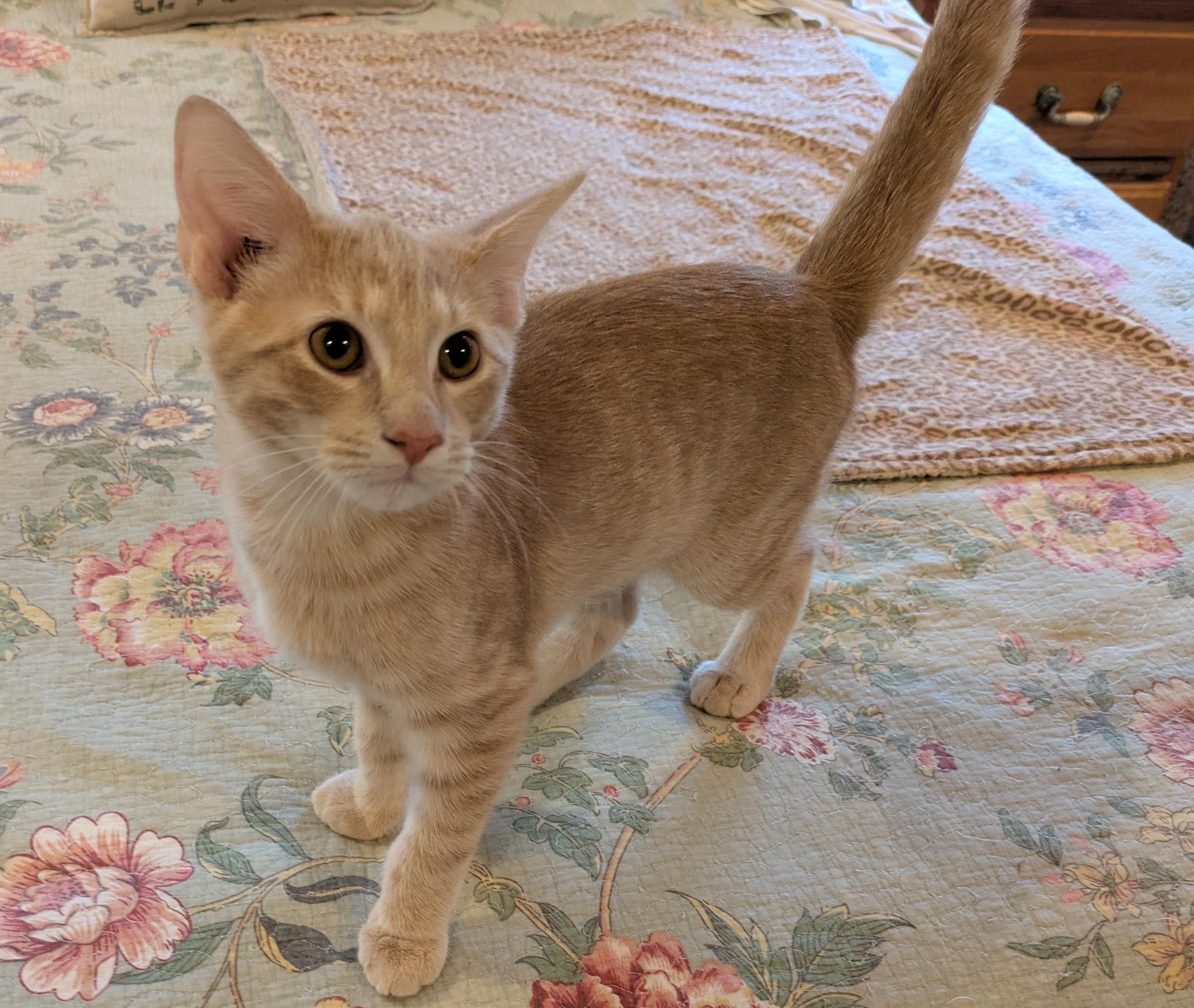 Enlarge MILES, a Adopted Tabby in Lebanon, TN image 2/3