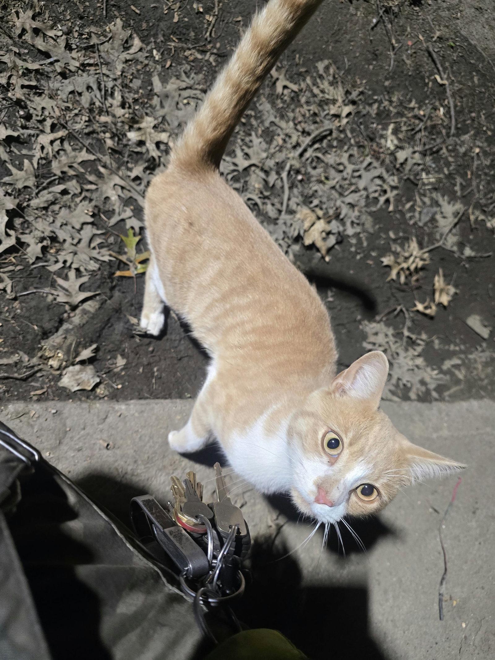 Enlarge Kurt, a Adoptable Domestic Short Hair in Maple Heights, OH image 1/2