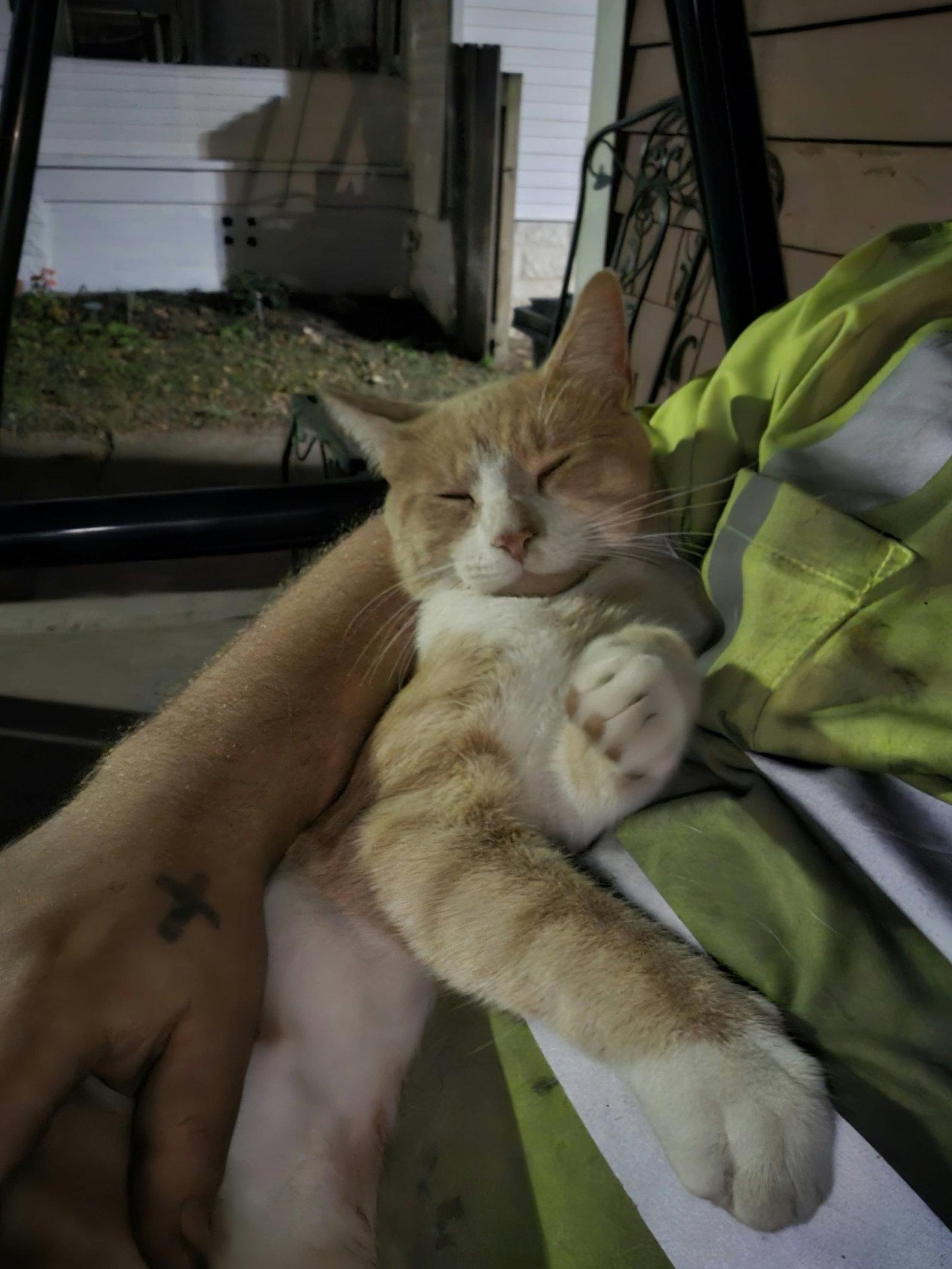 Enlarge Kurt, a Adoptable Domestic Short Hair in Maple Heights, OH image 2/2