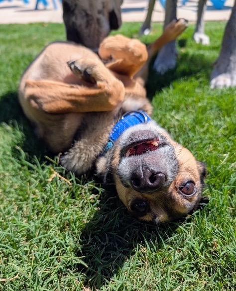 Patrick, a ADOPTABLE mixed breed in Scottsdale, AZ image 4/6
