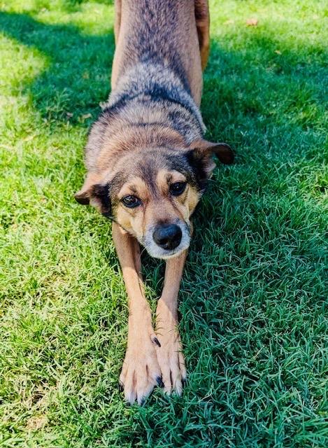 Patrick, a ADOPTABLE mixed breed in Scottsdale, AZ image 3/6