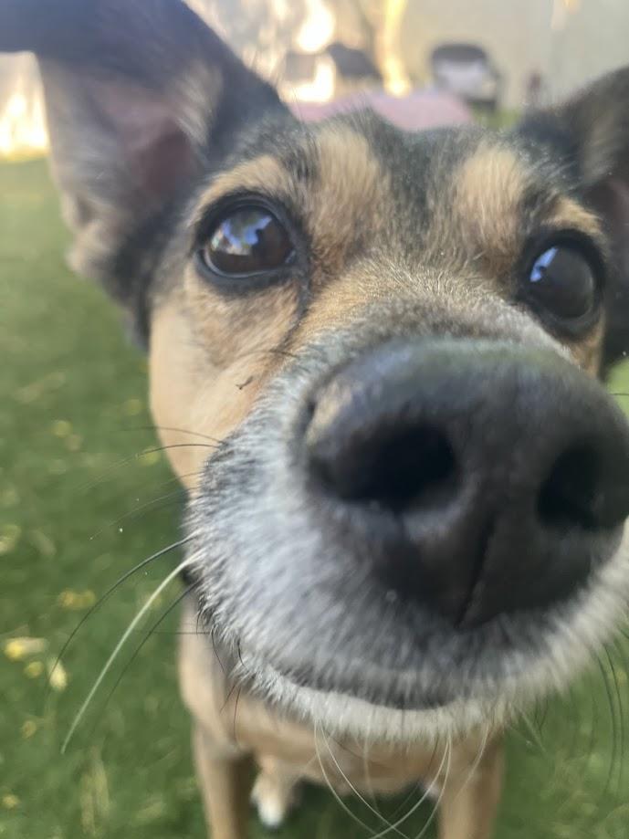 Patrick, a ADOPTABLE mixed breed in Scottsdale, AZ image 2/6