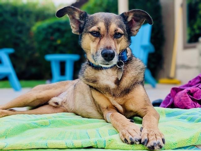 Patrick, a ADOPTABLE mixed breed in Scottsdale, AZ image 5/6