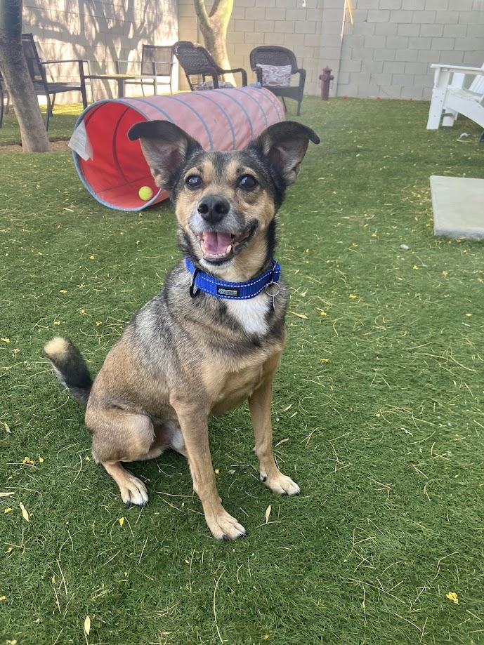 Patrick, ADOPTABLE, Senior Male Terrier.