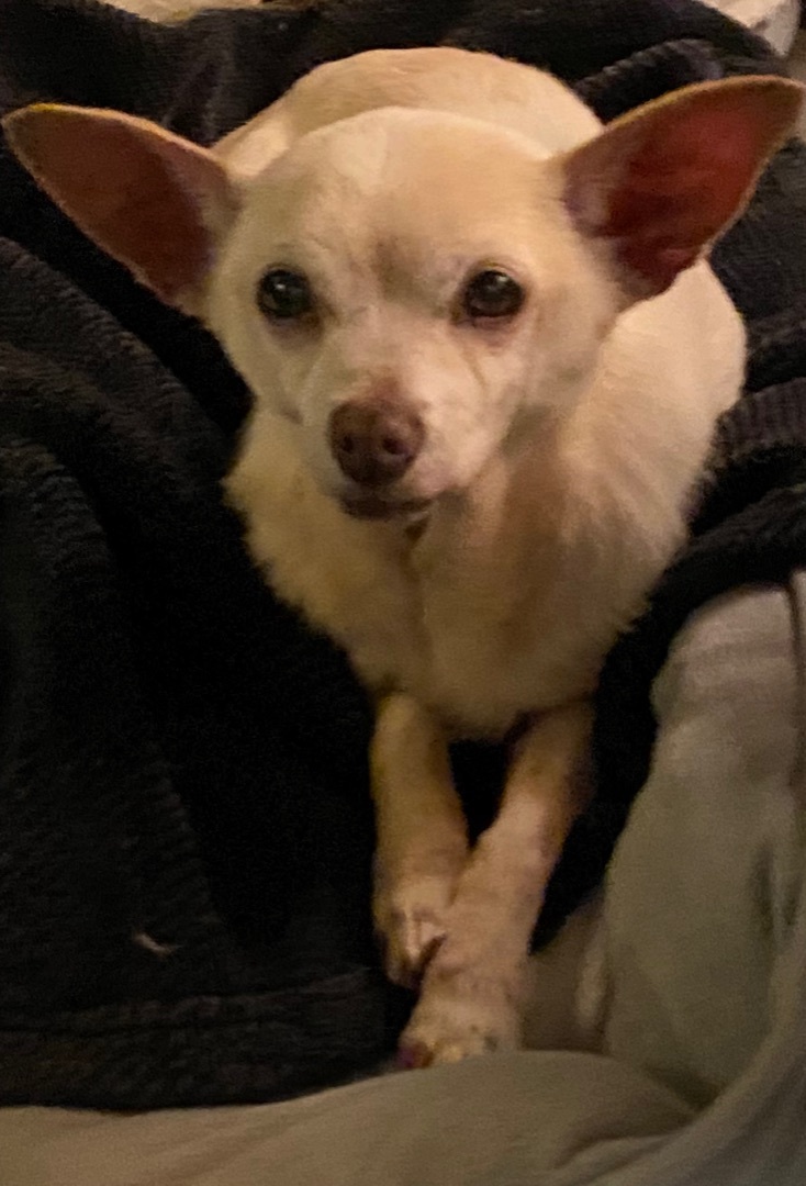 Allie, a Adoptable Chihuahua in Century City, CA image 1/6