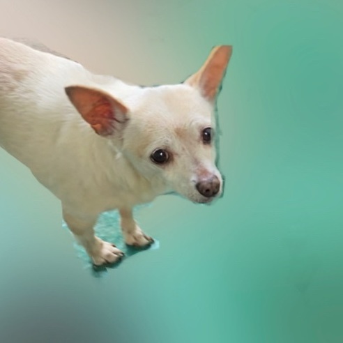 Allie, a Adoptable Chihuahua in Century City, CA image 2/6