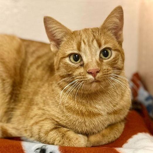 Marigold, Adoptable, Adult Female Domestic Short Hair.