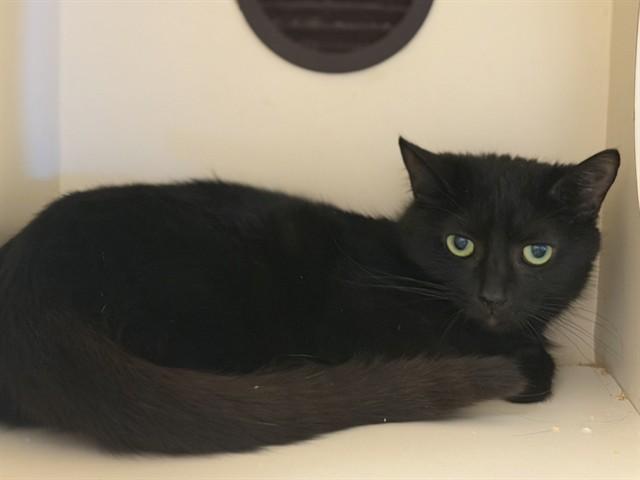 WINSOME, Adoptable, Young Female Domestic Short Hair.