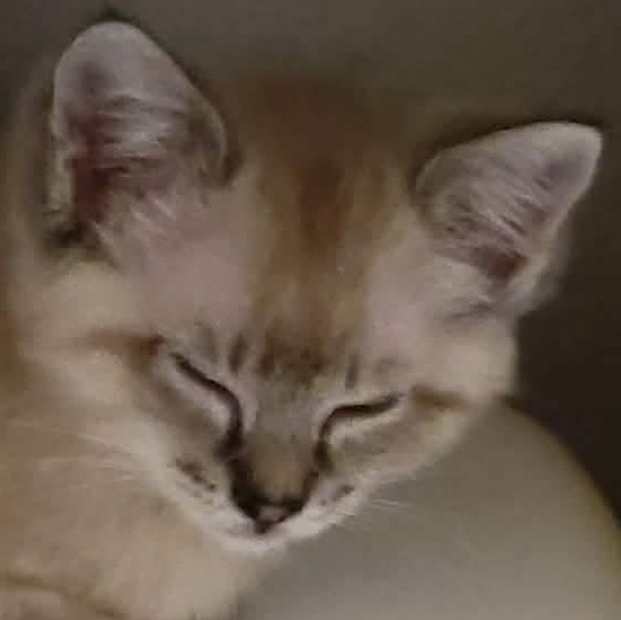 Enlarge Marilyn, an adopted mixed breed in Eureka, CA image 2/4