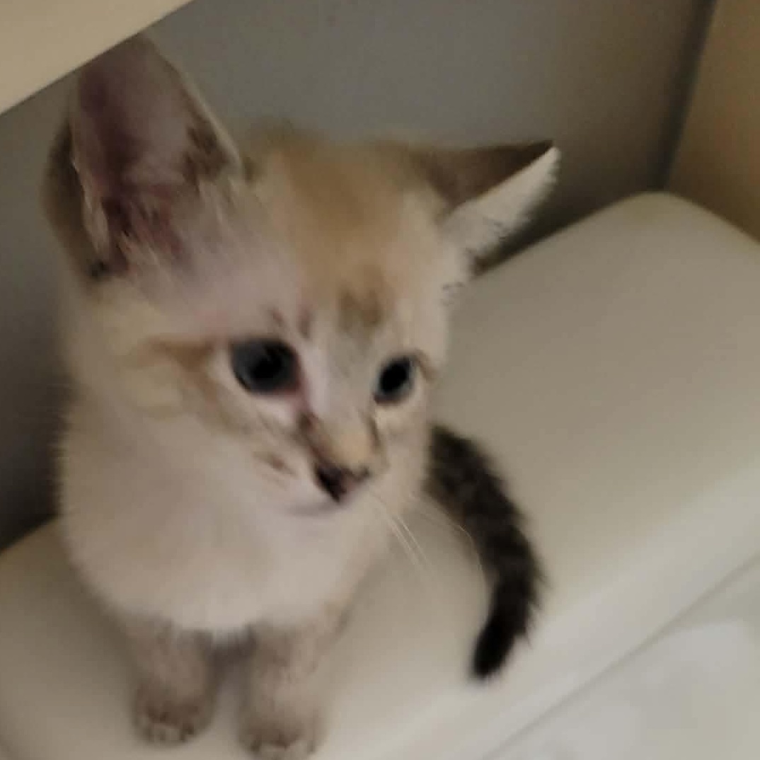 Enlarge Marilyn, an adopted mixed breed in Eureka, CA image 4/4