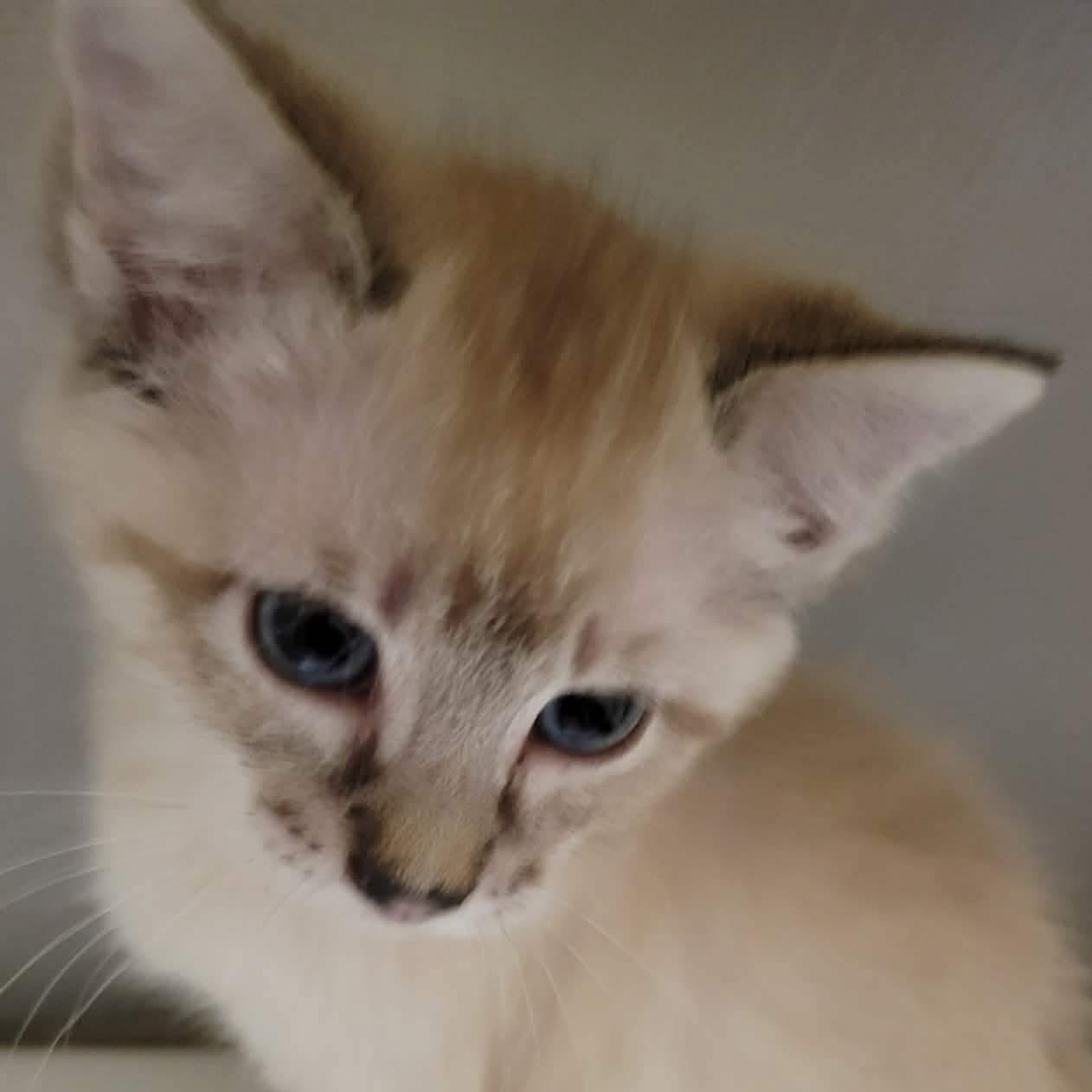 Enlarge Marilyn, an adopted mixed breed in Eureka, CA image 3/4