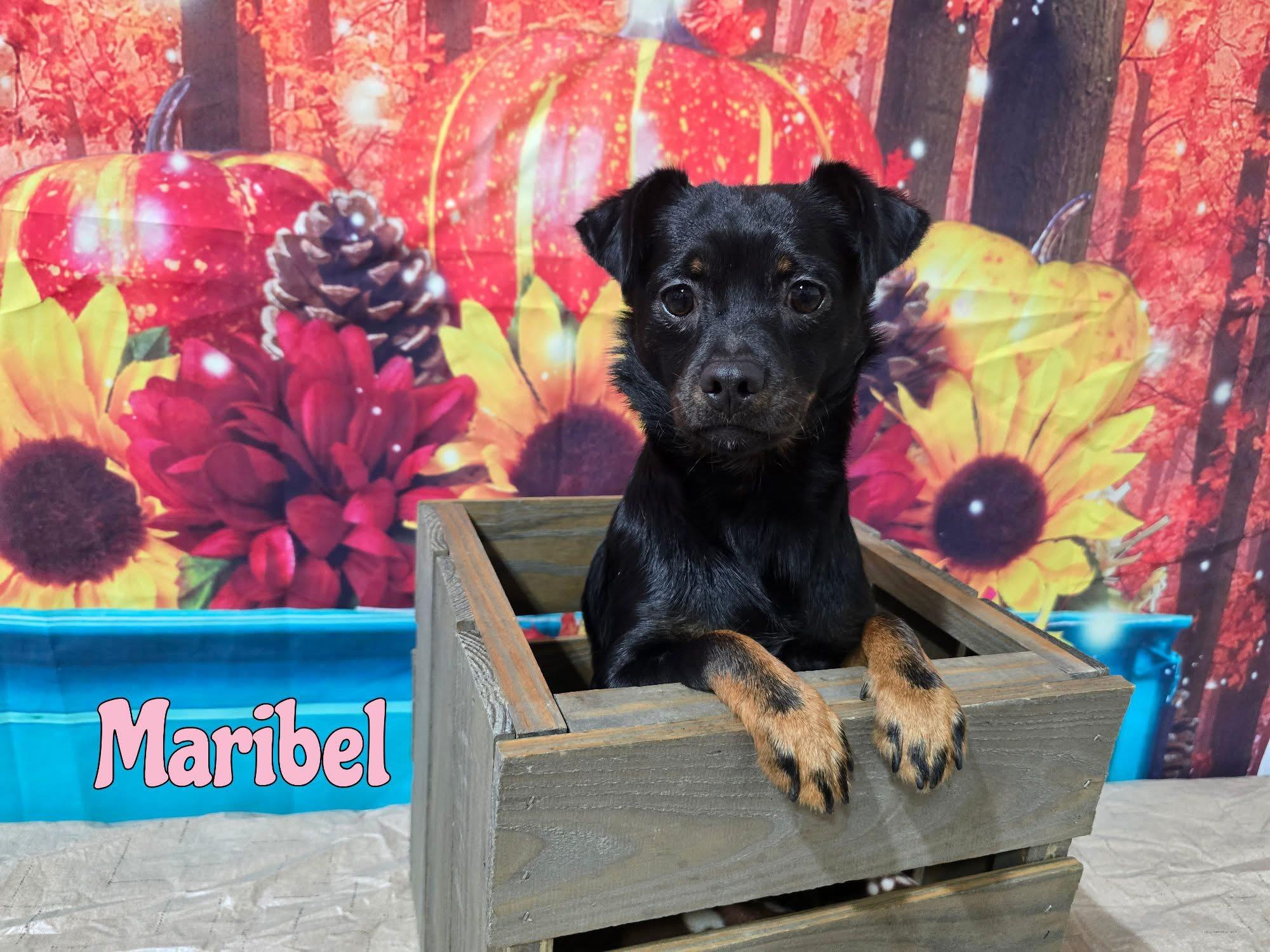 Maribel