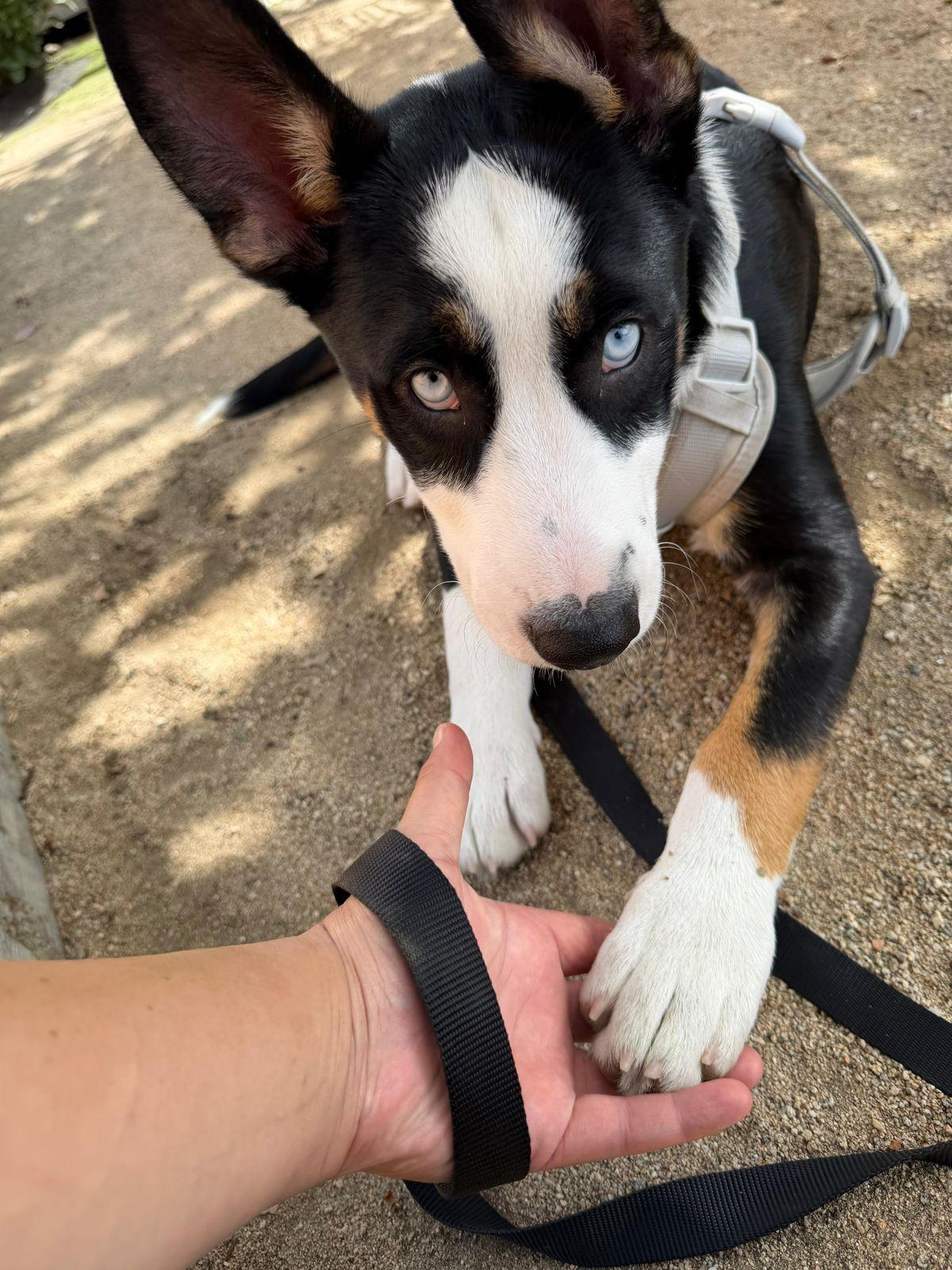 Enlarge Zephyr, a ADOPTABLE mixed breed in Los Angeles, CA image 2/6