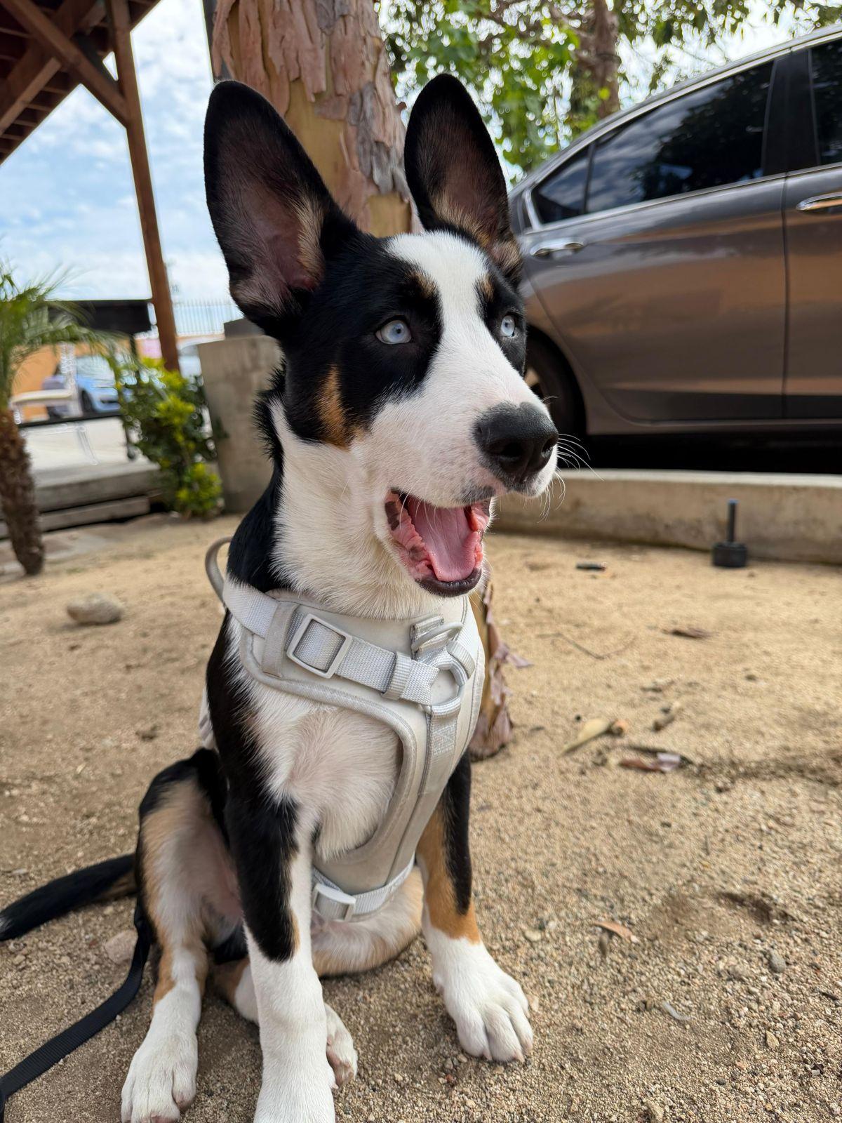 Enlarge Zephyr, a ADOPTABLE mixed breed in Los Angeles, CA image 6/6