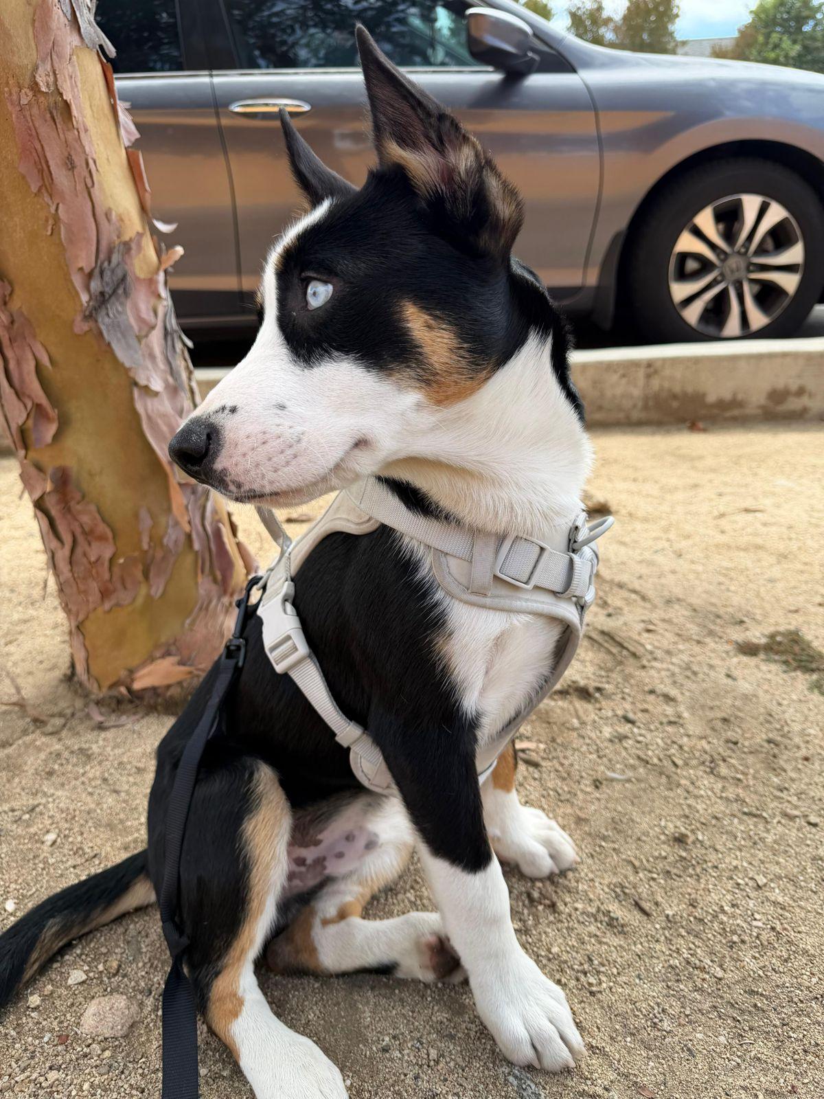 Enlarge Zephyr, a ADOPTABLE mixed breed in Los Angeles, CA image 5/6