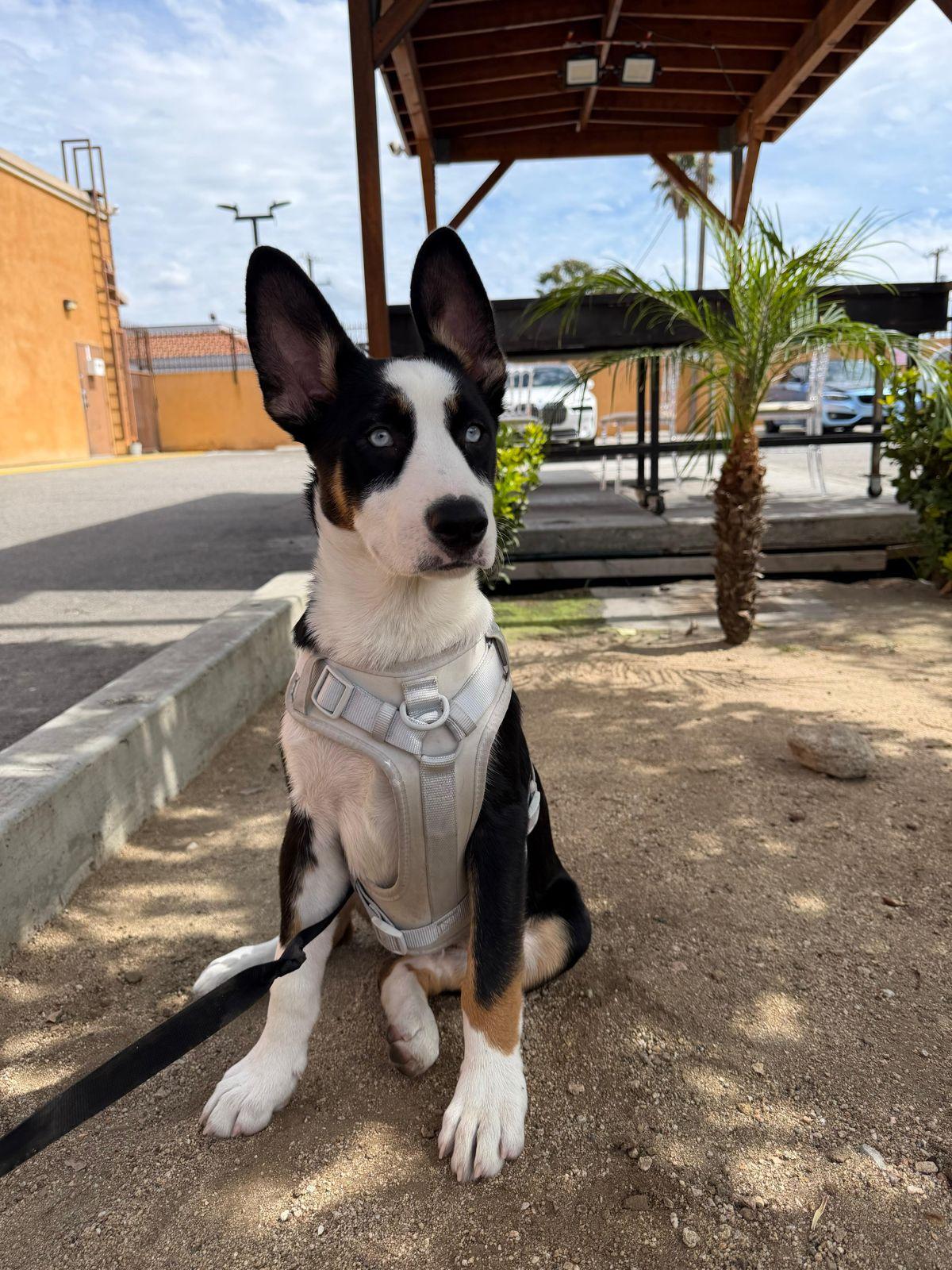 Zephyr, ADOPTABLE, Puppy Male Husky & Shepherd.