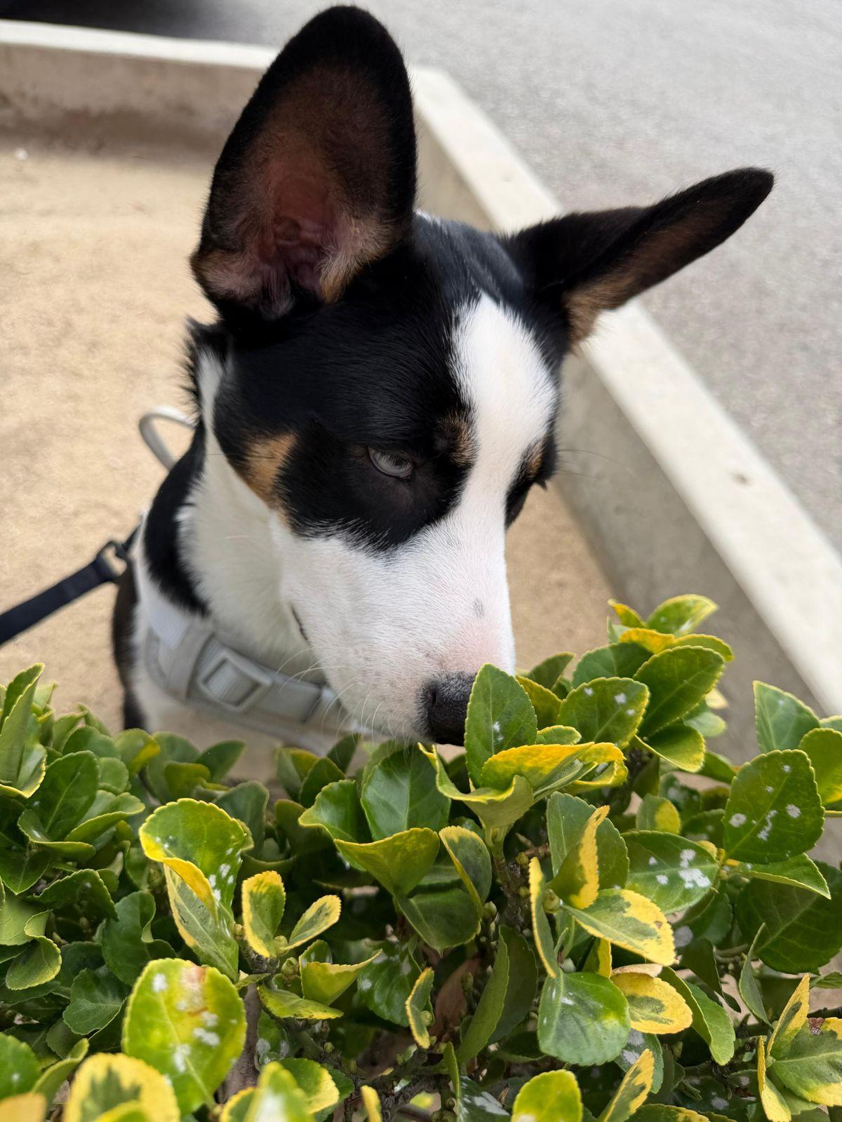 Enlarge Zephyr, a ADOPTABLE mixed breed in Los Angeles, CA image 4/6