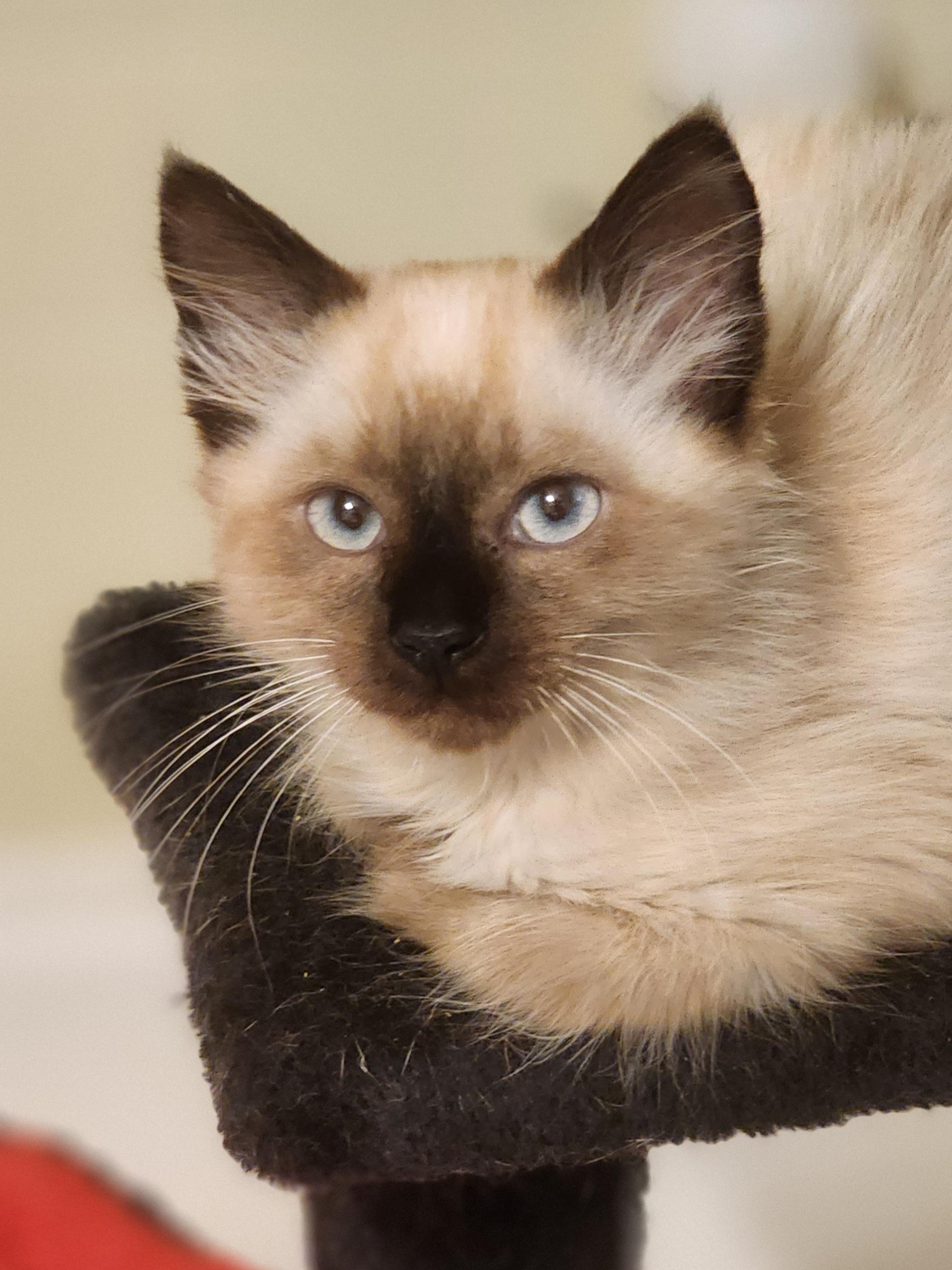 Bobby, an adoptable Domestic Medium Hair in Bristol, TN_image-1