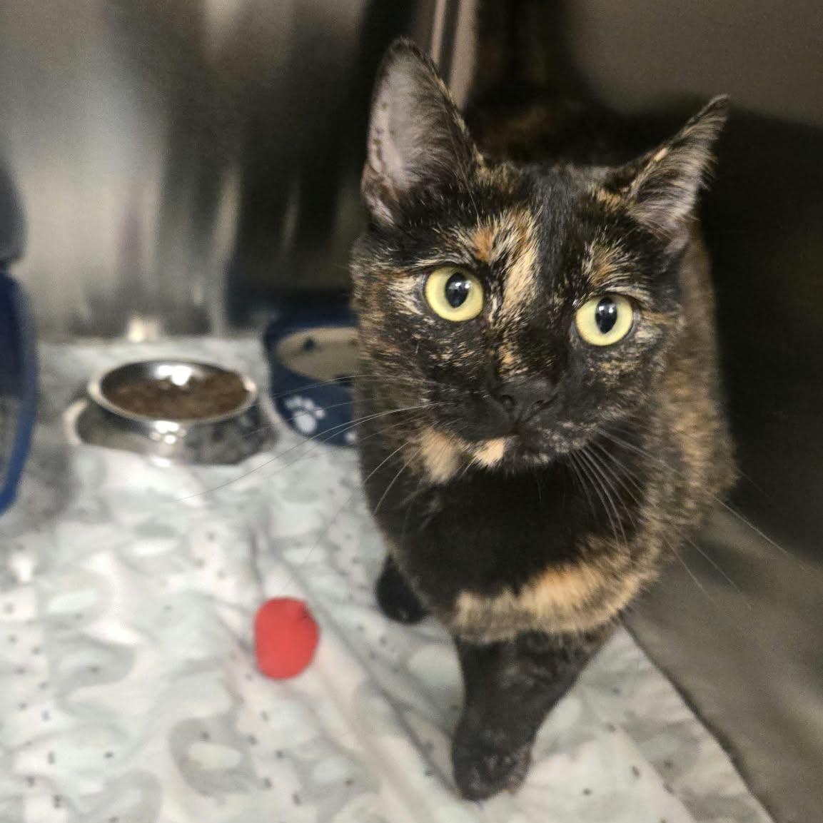 Enlarge Marley, a Adoptable Domestic Short Hair in Martinsville, IN image 1/4