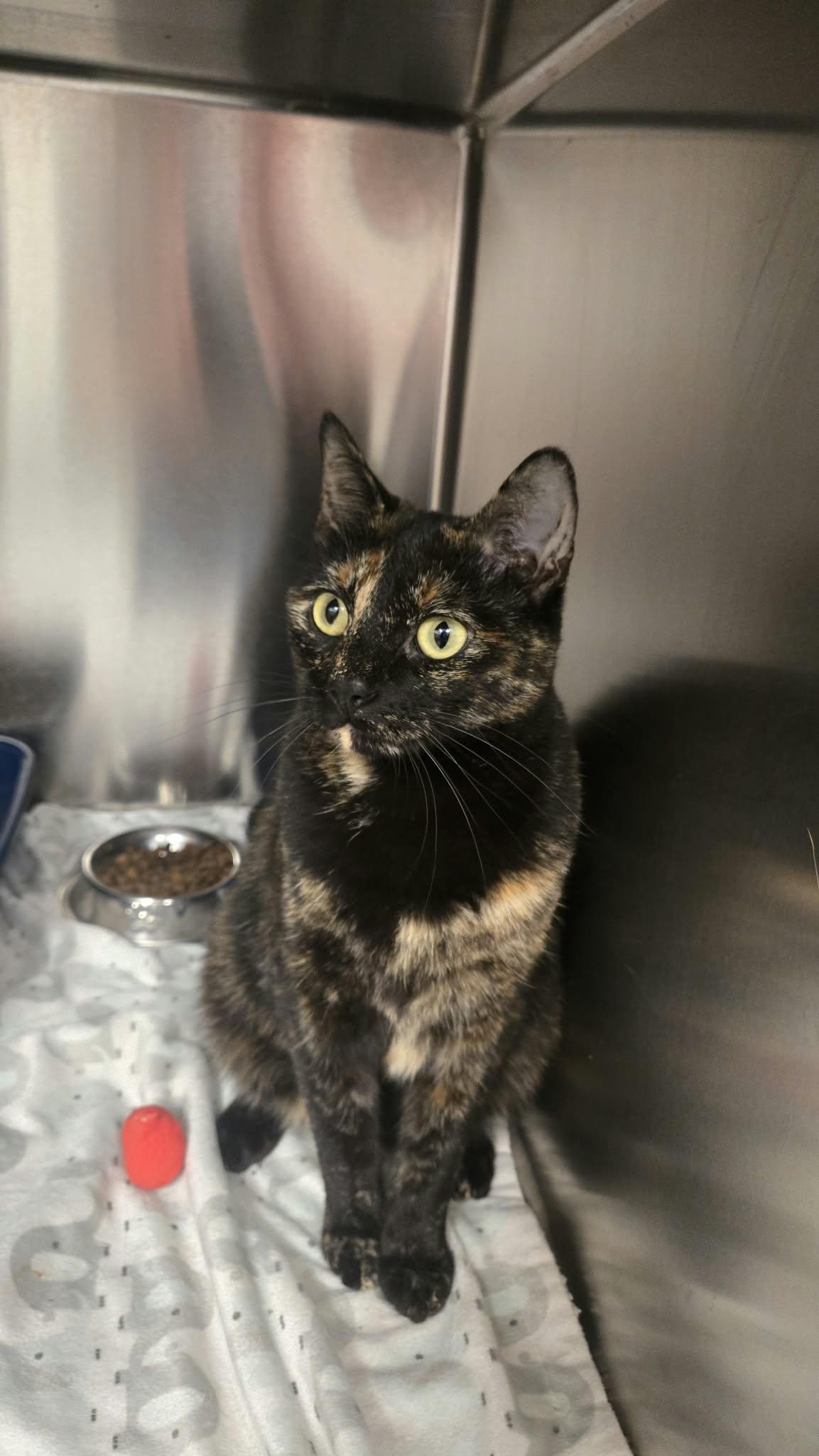 Enlarge Marley, a Adoptable Domestic Short Hair in Martinsville, IN image 3/4