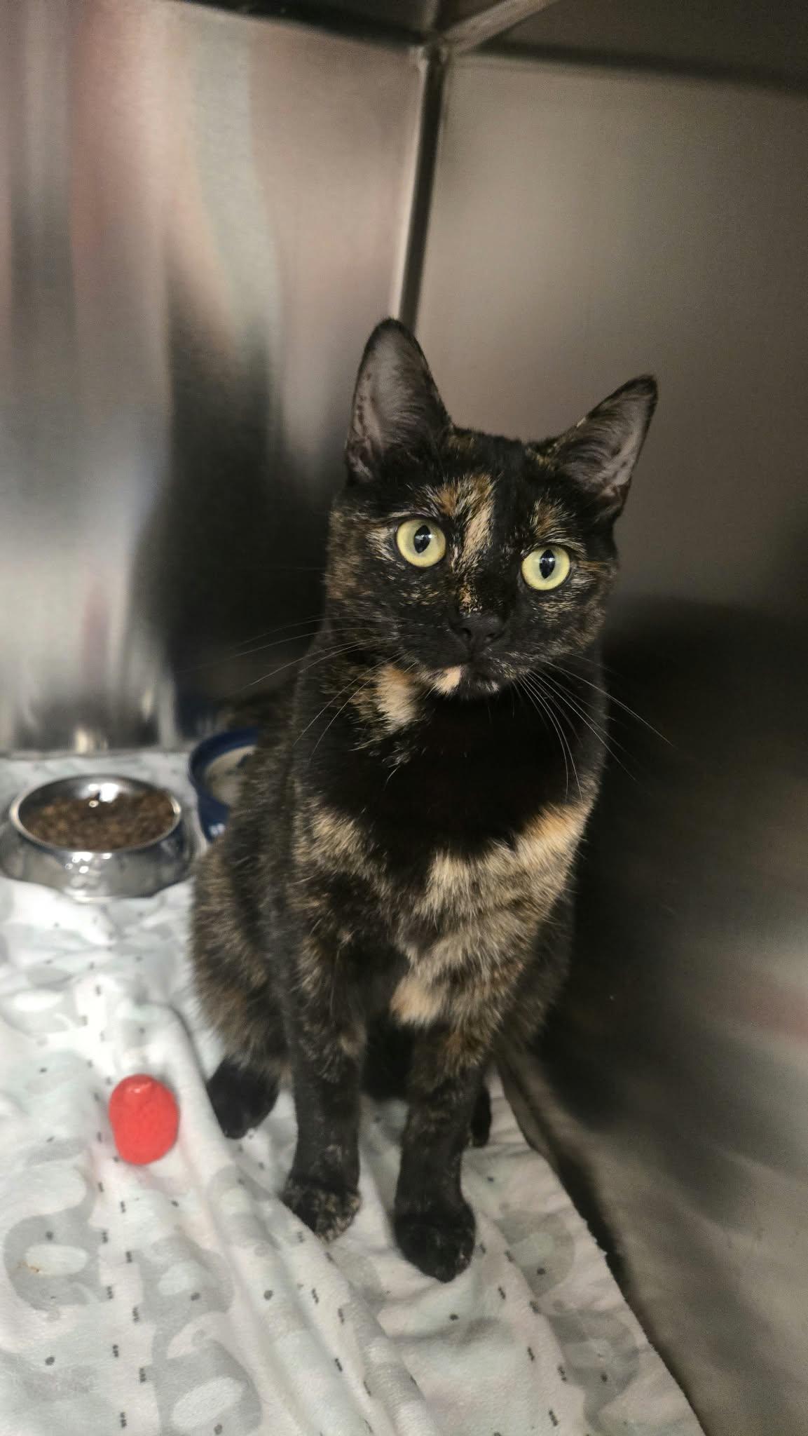 Enlarge Marley, a Adoptable Domestic Short Hair in Martinsville, IN image 2/4