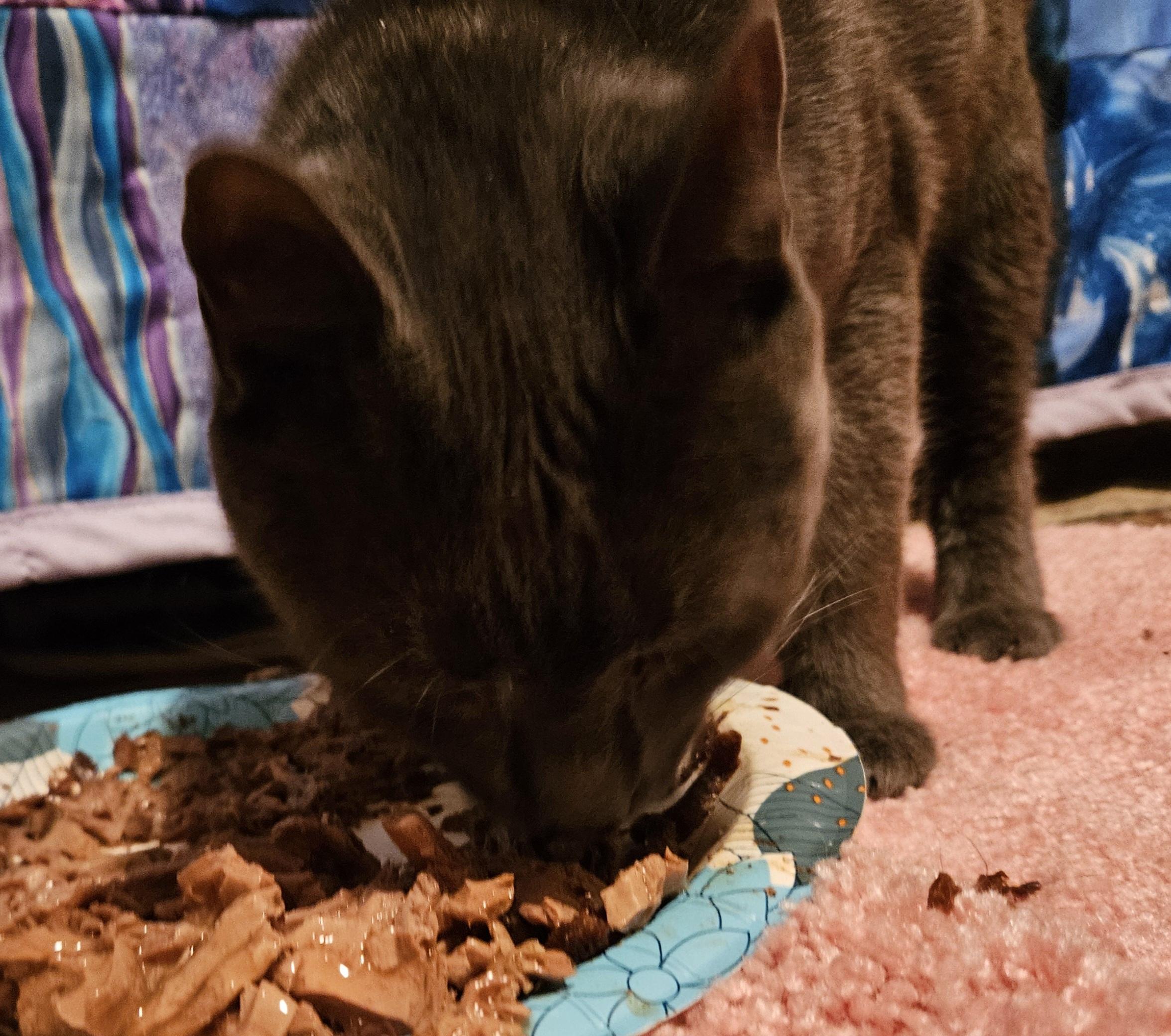 Ash, Adoptable, Adult Male Russian Blue.