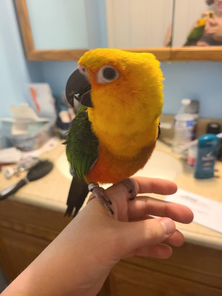 Enlarge Kellan, a Adoptable Conure in West Mifflin, PA image 1/2
