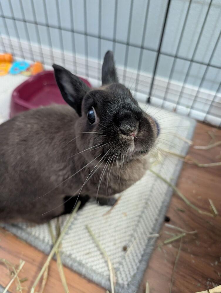 Peach, Adopted, Senior Female American Sable.