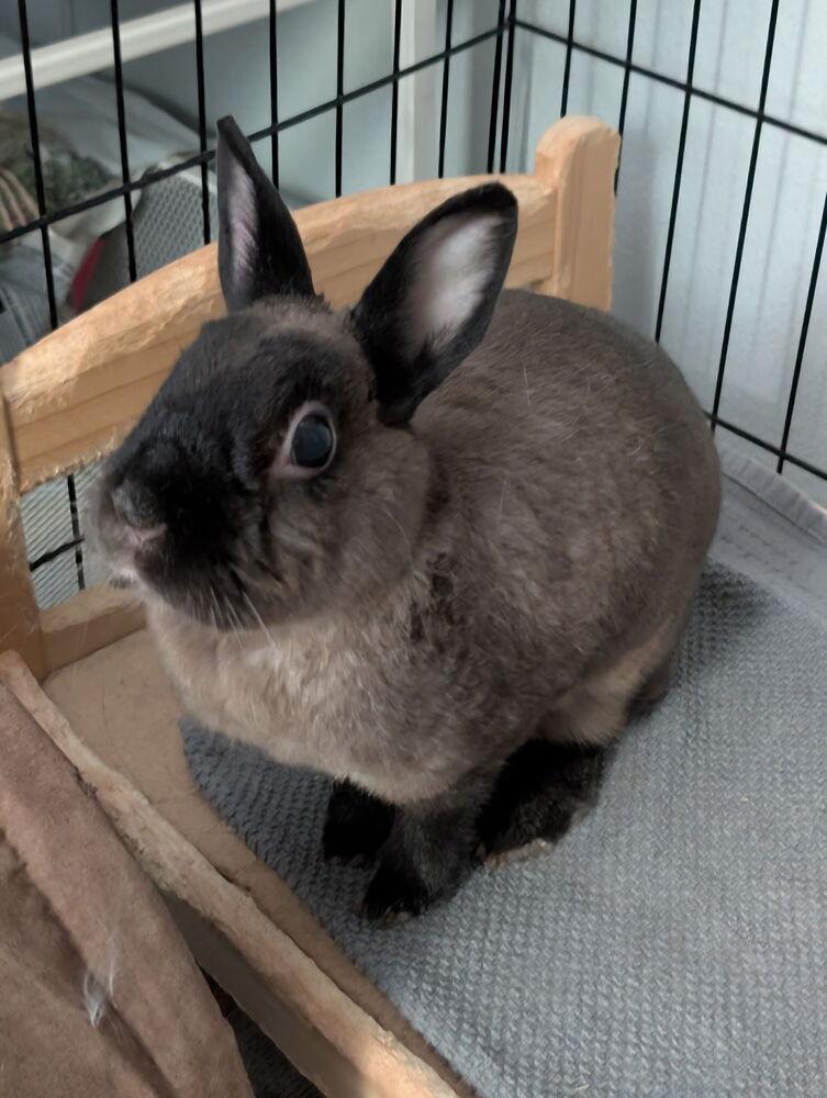 Enlarge Peach, a Adopted American Sable in Longwood, FL image 2/6