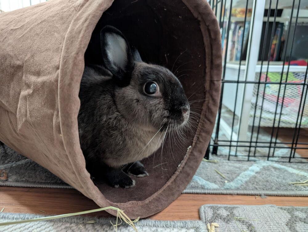 Enlarge Peach, a Adopted American Sable in Longwood, FL image 3/6