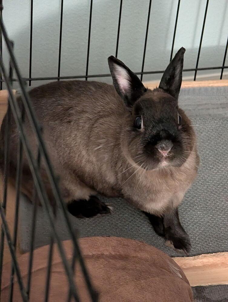 Enlarge Peach, a Adopted American Sable in Longwood, FL image 6/6