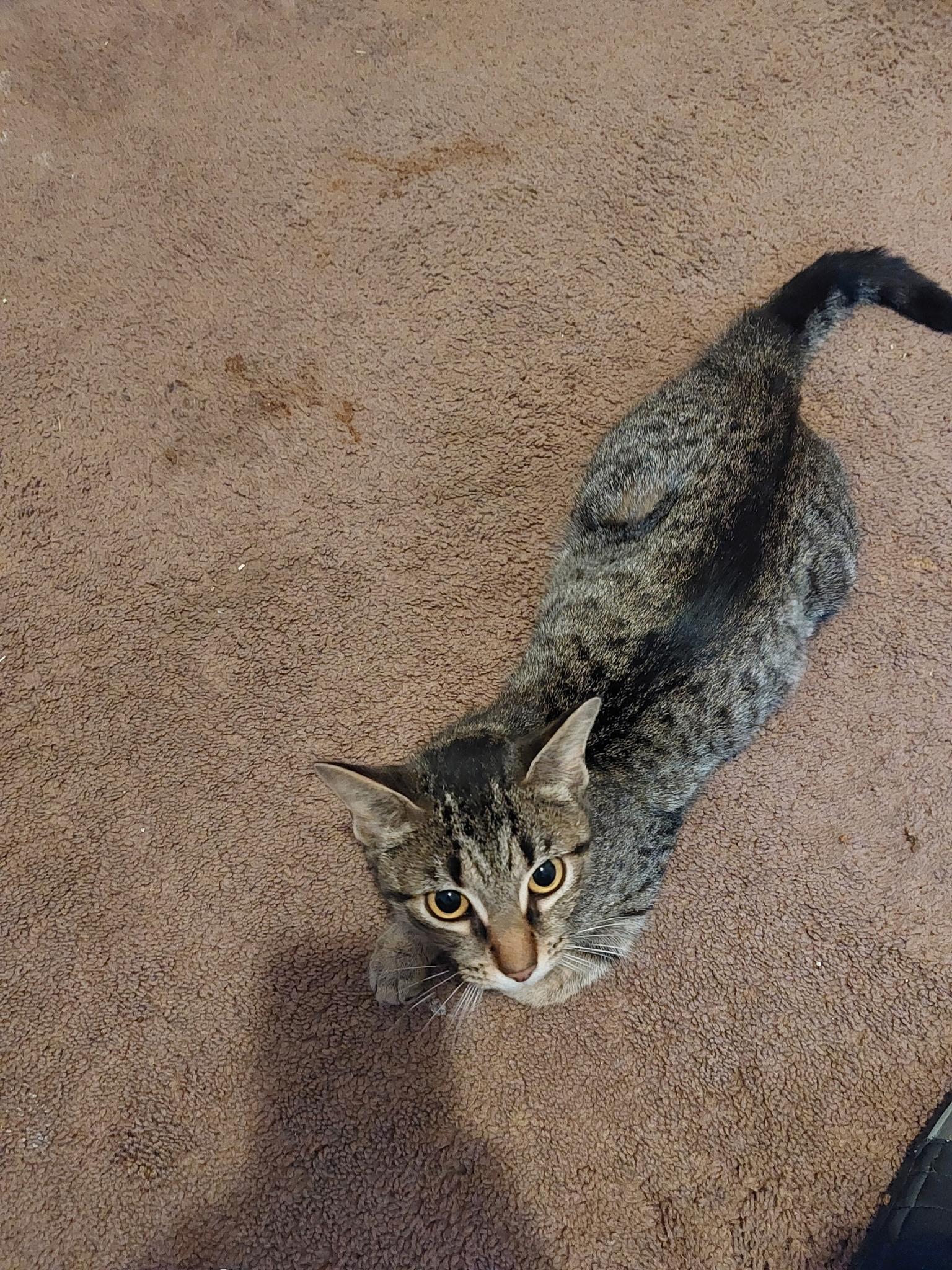 Luna, Adoptable, Adult Female Domestic Short Hair.
