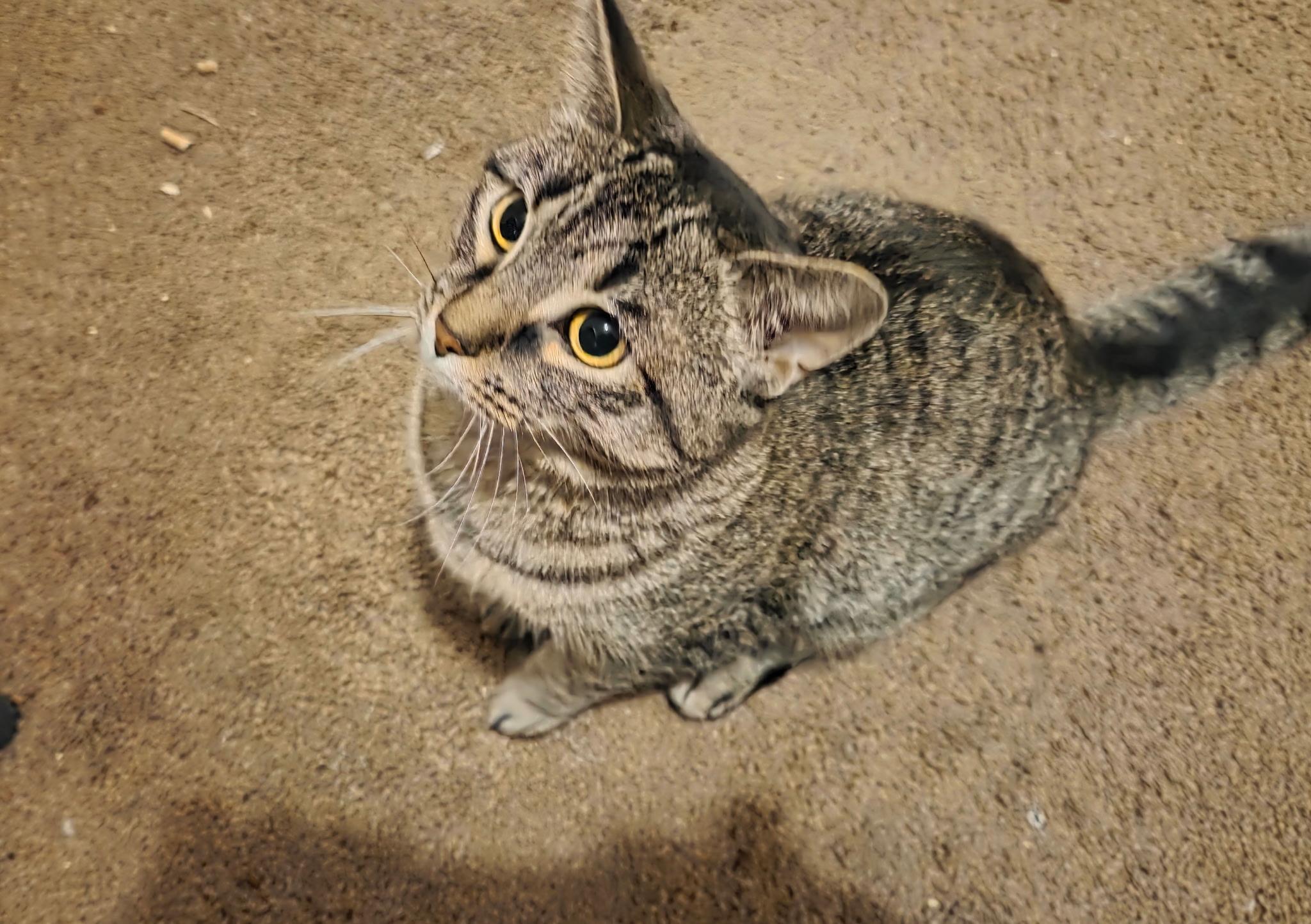 Enlarge Luna, a Adoptable Domestic Short Hair in Garden City, MI image 2/2
